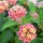 Lantana camara 'Confetti' (03/02/2017) Lantana camara 'Confetti' added by Shoot)