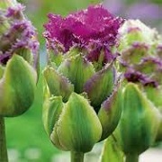 Tulipa 'Purple Tower'