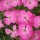 Dianthus alpinus (29/03/2016)  added by Shoot)