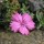 Dianthus haematocalyx (29/03/2016)  added by Shoot)