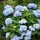 Hydrangea macrophylla 'Endless Summer' (29/03/2016)  added by Shoot)