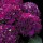Hydrangea 'Purple Prince' (29/03/2016)  added by Shoot)