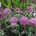 Allium falcifolium (08/03/2016)  added by Shoot)