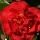 Camellia japonica 'Doctor Burnside' (08/03/2016)  added by Shoot)