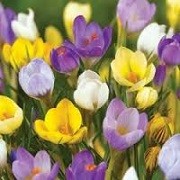 Crocus Spring Sparkle Mix (08/03/2016)  added by Shoot)