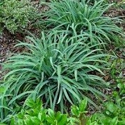 Carex laxiculmis 'Bunny Blue' (08/03/2016)  added by Shoot)