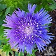Stokesia laevis 'Mel's Blue') (08/03/2016)  added by Shoot)