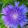 Stokesia laevis 'Mel's Blue') (08/03/2016)  added by Shoot)