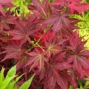 Star maple ruby japanese Acer palmatum