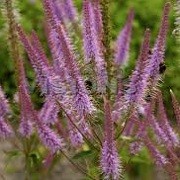 Veronicastrum 'Adoration'  (08/03/2016)  added by Shoot)