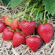 Fragaria x ananassa 'Vibrant' (08/03/2016)  added by Shoot)