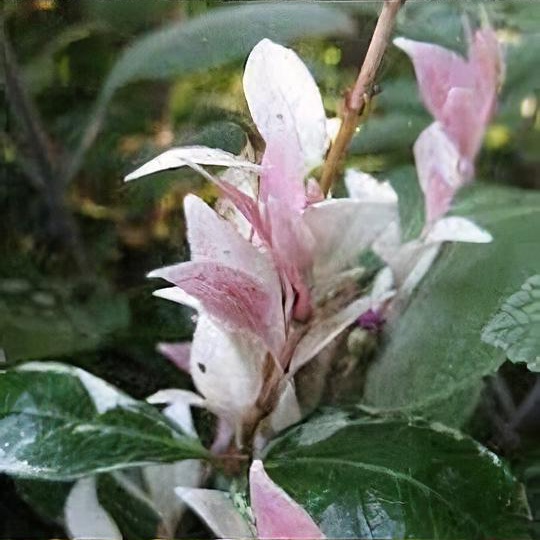Trachelospermum jasminoides 'Tricolor' 