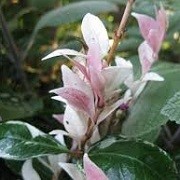 Trachelospermum jasminoides 'Tricolor'  (07/03/2016)  added by Shoot)
