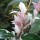 Trachelospermum jasminoides 'Tricolor'  (07/03/2016)  added by Shoot)