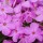 Phlox glaberrima 'Forever Pink' (27/01/2016)  added by Shoot)