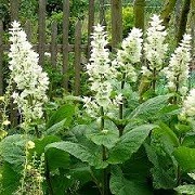 Salvia sclarea 'Vatican White' (27/01/2016)  added by Shoot)