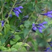 Salvia microphylla 'Blue Monrovia' (27/01/2016)  added by Shoot)
