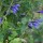 Salvia microphylla 'Blue Monrovia' (27/01/2016)  added by Shoot)