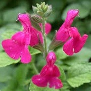 Salvia microphylla 'Maroon' (27/01/2016)  added by Shoot)