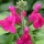 Salvia microphylla 'Maroon' (27/01/2016)  added by Shoot)