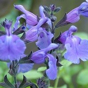 Salvia 'Lavender Dilly Dilly' (27/01/2016)  added by Shoot)