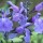 Salvia 'Lavender Dilly Dilly' (27/01/2016)  added by Shoot)