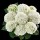 Hydrangea macrophylla 'Hbabia' (26/01/2016)  added by Shoot)