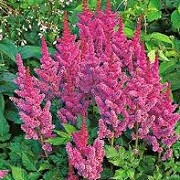 Astilbe chinensis 'Visions' (26/01/2016)  added by Shoot)