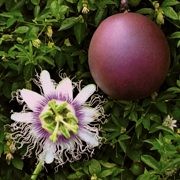  (30/11/2016) Passiflora edulis f. edulis added by Shoot)