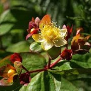 Hypericum 'Magical Red Fame'