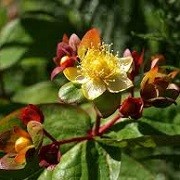 Hypericum 'Magical Red Fame' (26/01/2016)  added by Shoot)