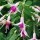 Fuchsia 'Minirose' (25/01/2016)  added by Shoot)