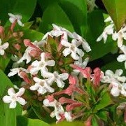 Abelia mosanensis 'Bridal Bouquet' (25/01/2016)  added by Shoot)