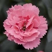 Dianthus Oscar Series (25/01/2016)  added by Shoot)