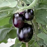Solanum melongena 'Jack Pot'