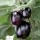 Solanum melongena 'Jack Pot' (25/01/2016)  added by Shoot)