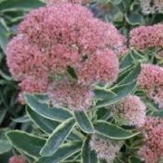 Sedum 'Frosted Fire' (20/01/2016)  added by Shoot)