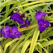 Tradescantia 'Gold Mound' (20/01/2016)  added by Shoot)