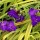 Tradescantia 'Gold Mound' (20/01/2016)  added by Shoot)