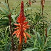 Aloe arborescens (20/01/2016)  added by Shoot)