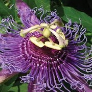 Passiflora 'Purple Rain'