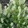 Clethra alnifolia 'Anne Bidwell' (20/01/2016)  added by Shoot)