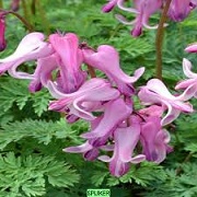 Dicentra 'Amore Pink' (Amore Series)