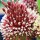 Allium 'Red Mohican' (20/01/2016)  added by Shoot)