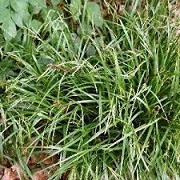 Carex sylvatica (20/01/2016)  added by Shoot)