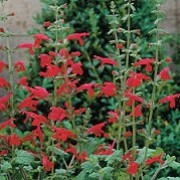 Salvia roemeriana 'Hot Trumpets' (20/01/2016)  added by Shoot)
