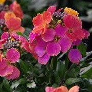 Erysimum 'Winter Party' (20/01/2016)  added by Shoot)