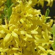Forsythia 'Maree d'Or' (19/01/2016)  added by Shoot)