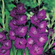 Gladiolus 'Purple Flora'