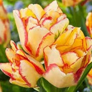 Tulipa 'Aquilla'